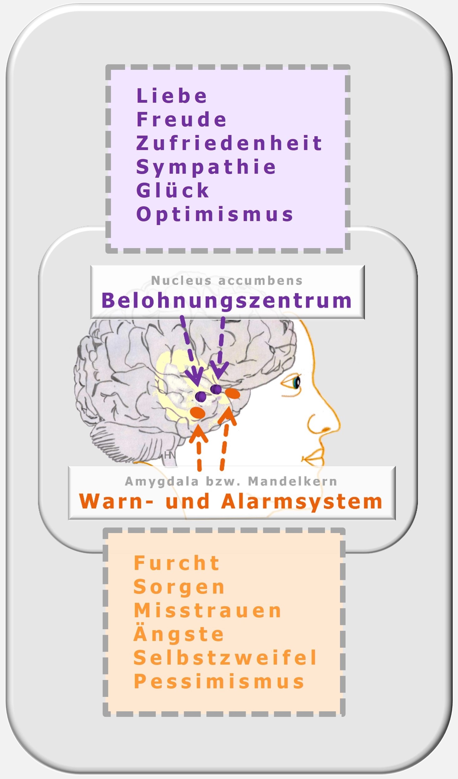 Gefühle, Amygdala, Alarmzentrum, Nucleus accumbens, Belohnungszentrum, Hartmut Neusitzer, PSI